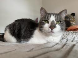 Reunited Male Cat last seen Sanbrook neighborhood off black river road, Bethlehem, PA 18015