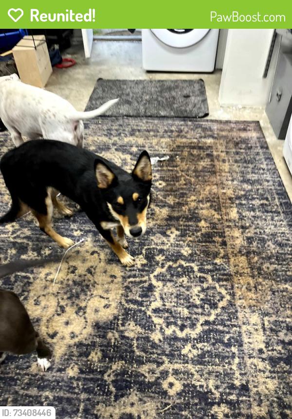 Reunited Female Dog last seen Dog Beach, San Diego, CA 92107