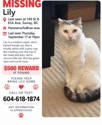 Lost Female Cat last seen Near St & 61A Ave, Surrey, BC V3S 7X3