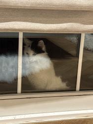 Reunited Unknown Cat last seen By the courtyard, down an alley/pit it can’t climb out, Greater London, England NW1 8JD