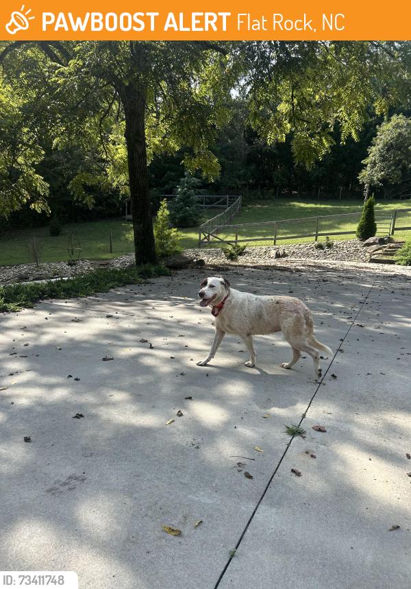 Found/Stray Unknown Dog last seen Big Hungry Rd, Flat Rock, NC 28731