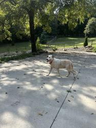 Found/Stray Unknown Dog last seen Big Hungry Rd, Flat Rock, NC 28731