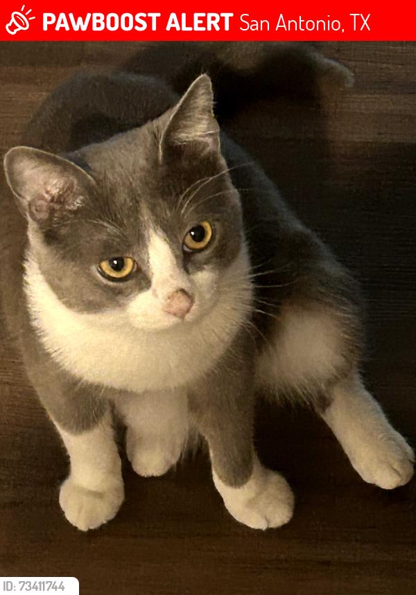Lost Male Cat last seen Near border brook, San Antonio, TX 78238