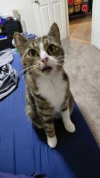 Reunited Female Cat last seen Sabal Club apmts, Longwood, FL 32779