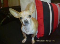 Lost Female Dog last seen Shetland rd, San Antonio, TX 78223