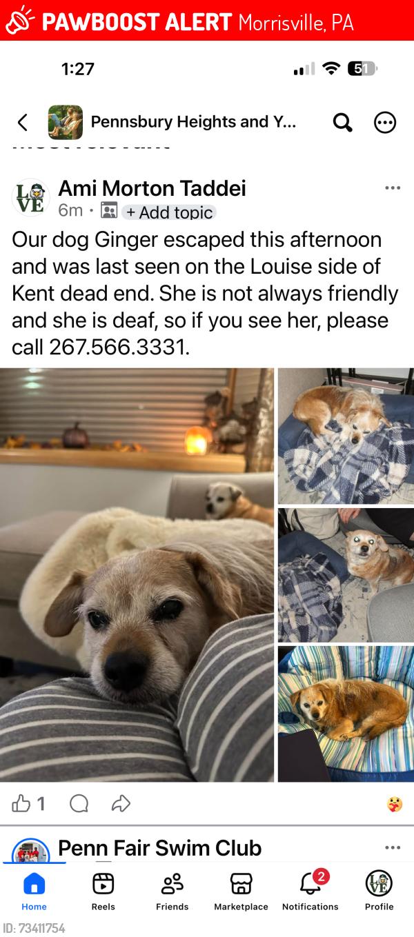Lost Female Dog last seen Louise dr and Valley Dr, Morrisville, PA 19067