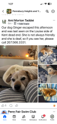 Lost Female Dog last seen Louise dr and Valley Dr, Morrisville, PA 19067