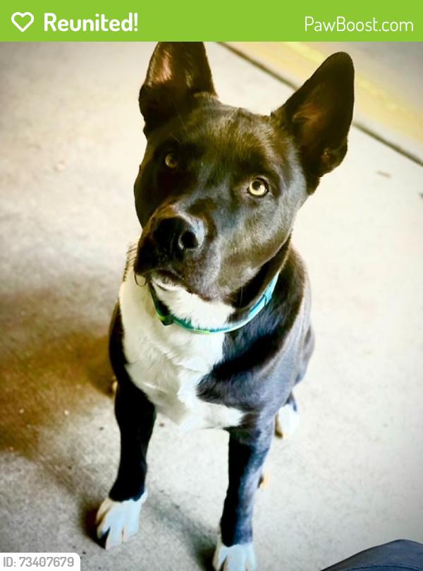 Reunited Male Dog last seen Brookview Way and Creekview Drive, Portland, OR 97229