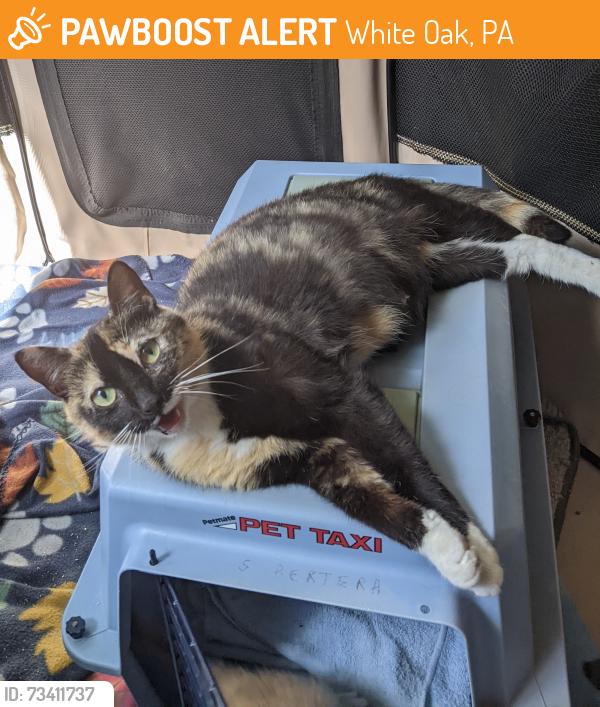 Found/Stray Female Cat last seen Ripple Rd, White Oak, PA 15135