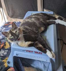 Found/Stray Female Cat last seen Ripple Rd, White Oak, PA 15135