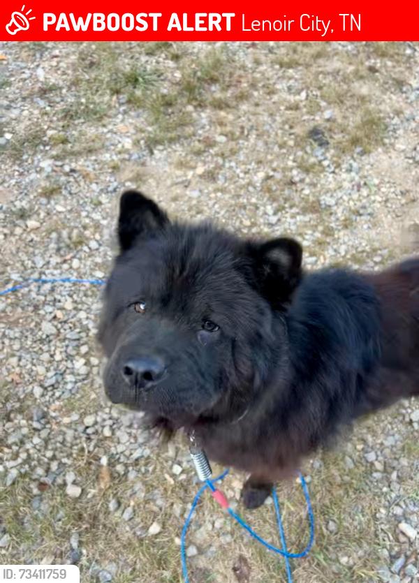 Lost Male Dog last seen Hwy 11 & Browder Hollow, Lenoir City, TN 37771