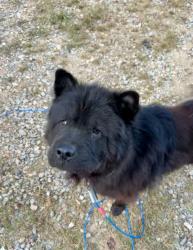 Lost Male Dog last seen Hwy 11 & Browder Hollow, Lenoir City, TN 37771