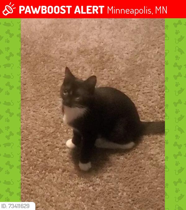 Lost Female Cat last seen Bryant, Minneapolis, MN 55430