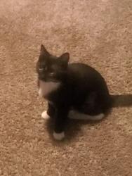 Lost Female Cat last seen Bryant, Minneapolis, MN 55430