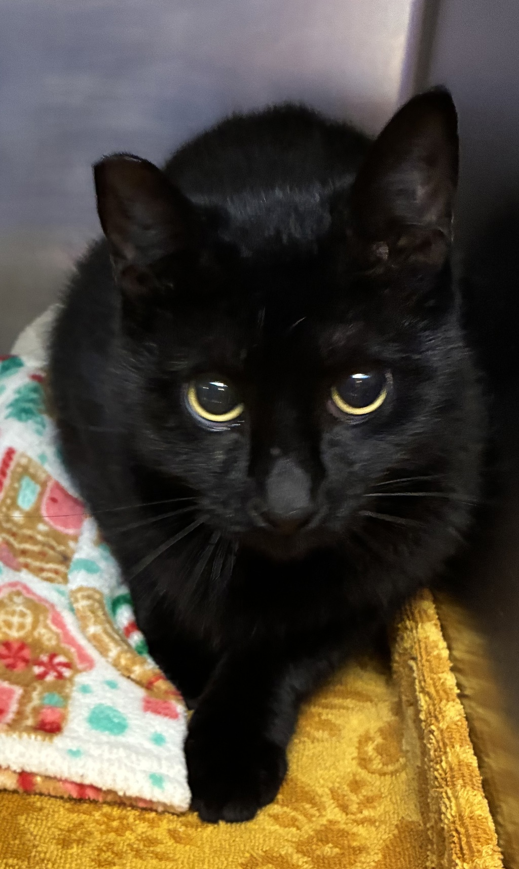 Shelter Stray Female Cat last seen 169th/Division, OR, 1700 W Historic Columbia River Hwy, Troutdale, OR 97060, USA