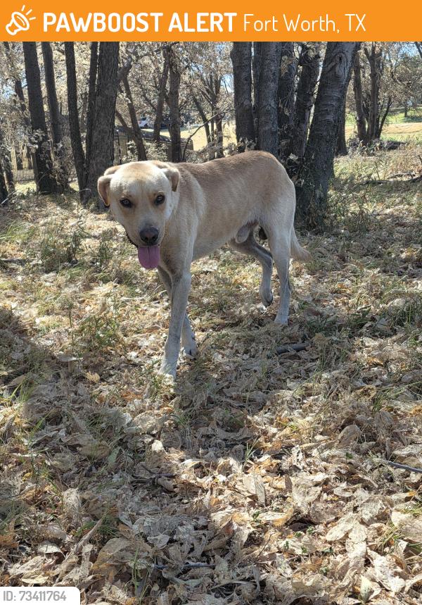 Found/Stray Male Dog last seen TRWD offices, Fort Worth, TX 76102