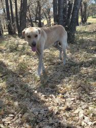 Found/Stray Male Dog last seen TRWD offices, Fort Worth, TX 76102