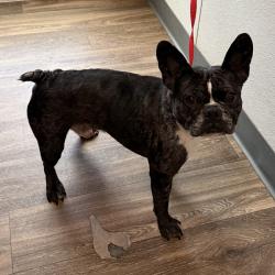 Shelter Stray Male Dog last seen Near Highland, San Diego, CA, 92105, 5500 Gaines St, San Diego, CA 92110, USA