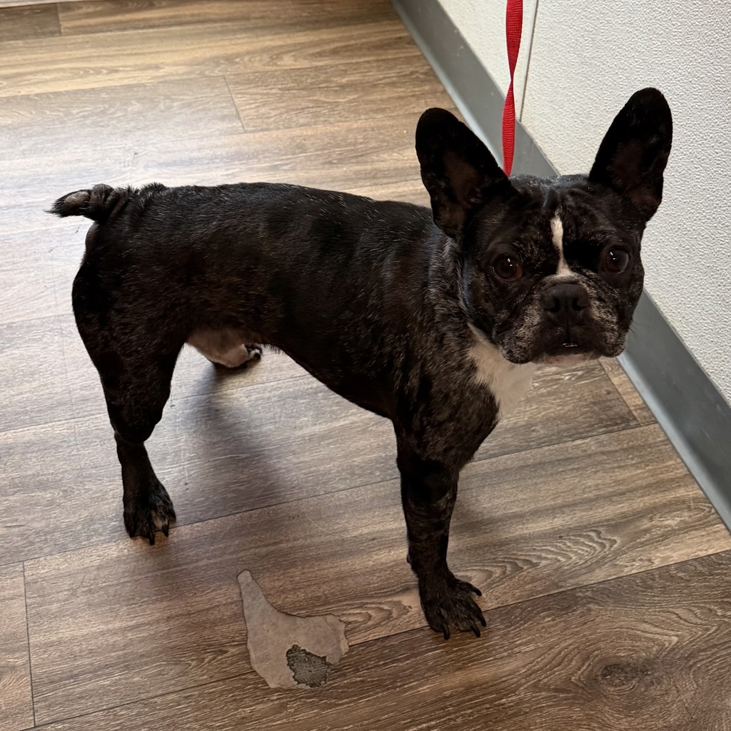 Shelter Stray Male Dog last seen Near Highland, San Diego, CA, 92105, 5500 Gaines St, San Diego, CA 92110, USA