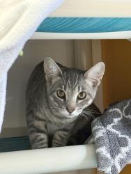 Shelter Stray Male Cat last seen Near 45th Street, San Diego, CA, 92105, 5500 Gaines St, San Diego, CA 92110, USA