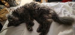 Reunited Female Cat last seen Orange Avenue, Orlando, FL 32809