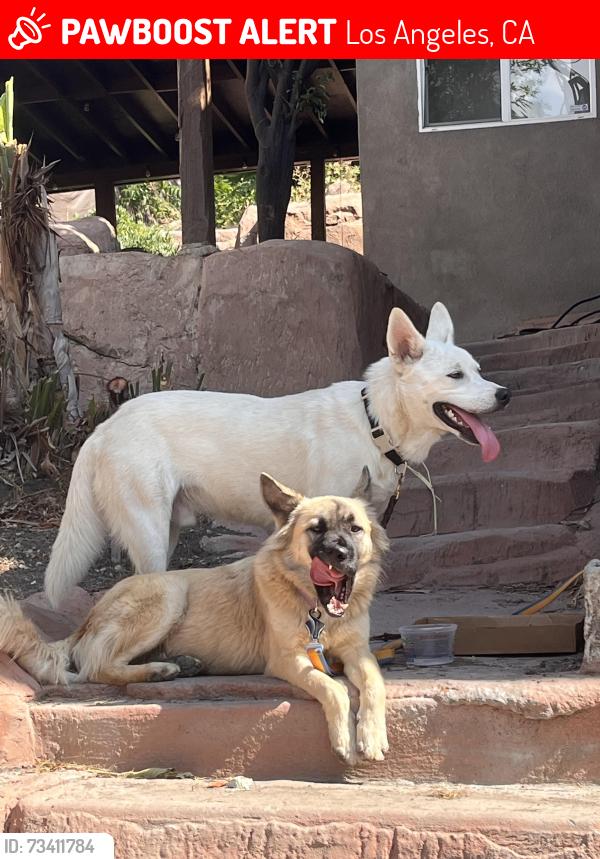Lost Male Dog last seen Reynolds and Raynol, Los Angeles, CA 90032