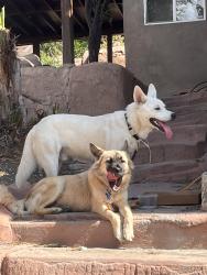 Lost Male Dog last seen Reynolds and Raynol, Los Angeles, CA 90032