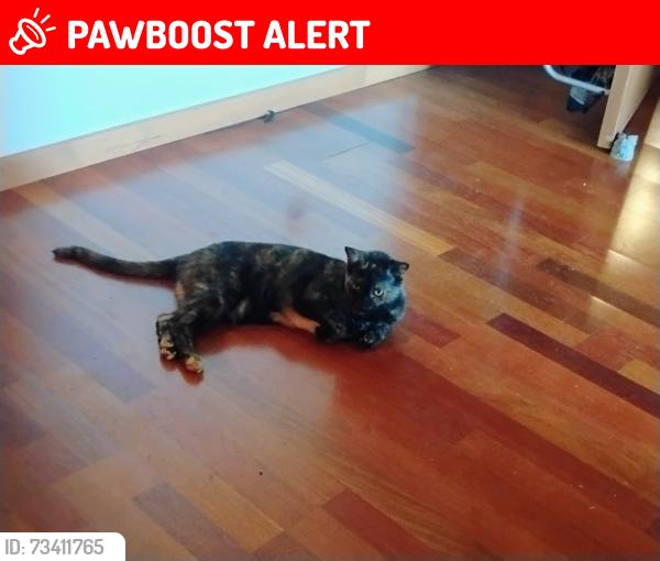 Lost Female Cat last seen Owens Way near Jenny Lind, Kirby, Rancho Calaveras, CA 95252
