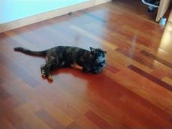 Lost Female Cat last seen Owens Way near Jenny Lind, Kirby, Rancho Calaveras, CA 95252