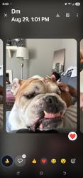 Lost Male Dog last seen Yellowstone/Alumni, Lexington, KY 40517