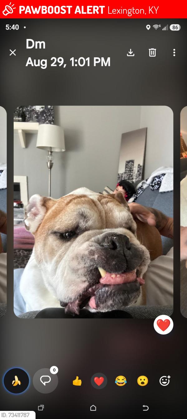 Lost Male Dog last seen Yellowstone/Alumni, Lexington, KY 40517