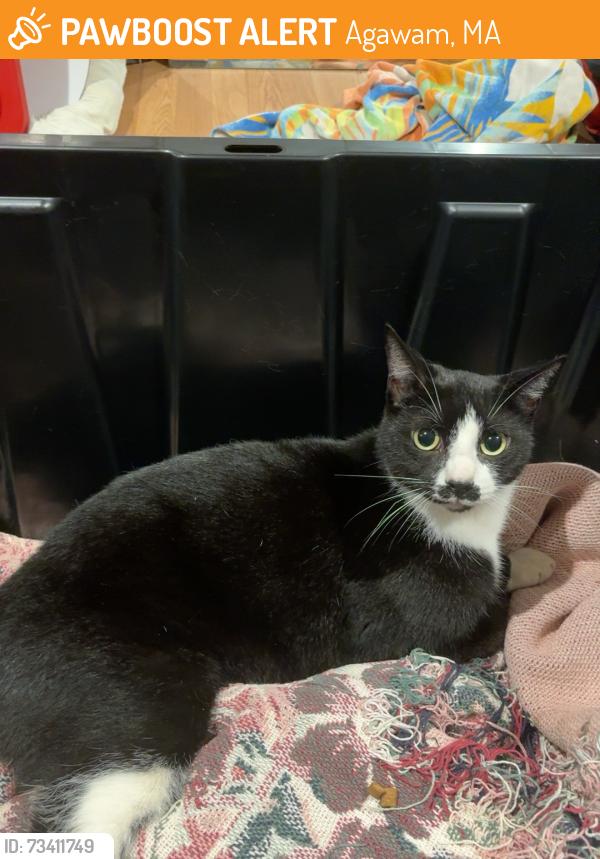 Found/Stray Unknown Cat last seen Cumberland farms, Agawam, MA 01030