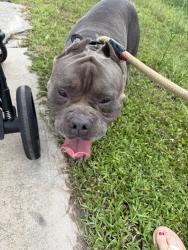 Found/Stray Male Dog last seen Walking along the road, Poinciana, FL 34758
