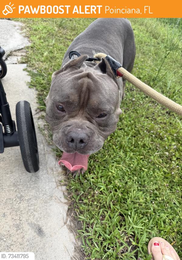 Found/Stray Male Dog last seen Walking along the road, Poinciana, FL 34758