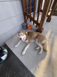 Found/Stray Female Dog last seen caplin and gold, Houston, TX 77026