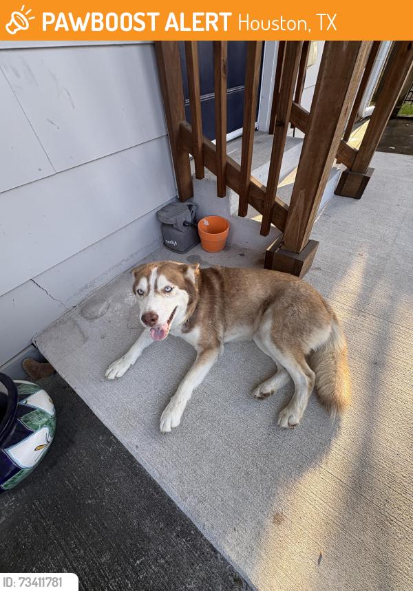 Found/Stray Female Dog last seen caplin and gold, Houston, TX 77026