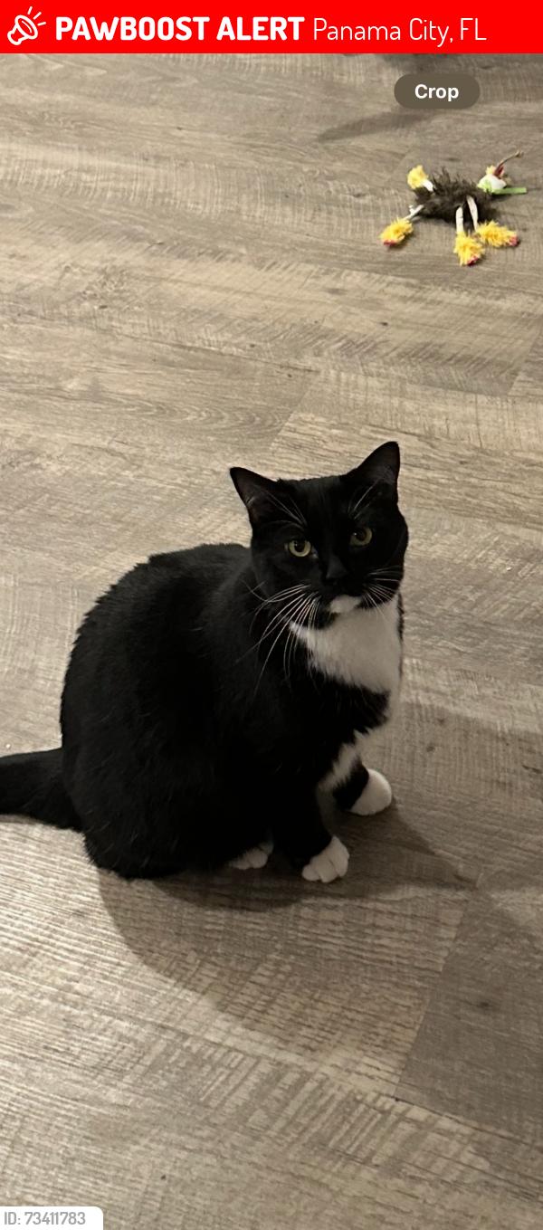 Lost Female Cat last seen Cherry street/swan rd. Near Winn Dixie, Panama City, FL 32404