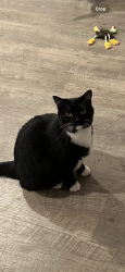 Lost Female Cat last seen Cherry street/swan rd. Near Winn Dixie, Panama City, FL 32404