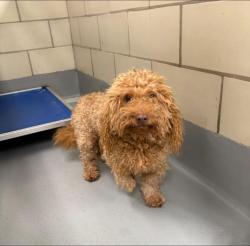 Reunited Unknown Dog last seen Located at Rockdale County Animal Service, 1506 Rockbridge Road, Conyers, GA 30012, Conyers, GA 30012