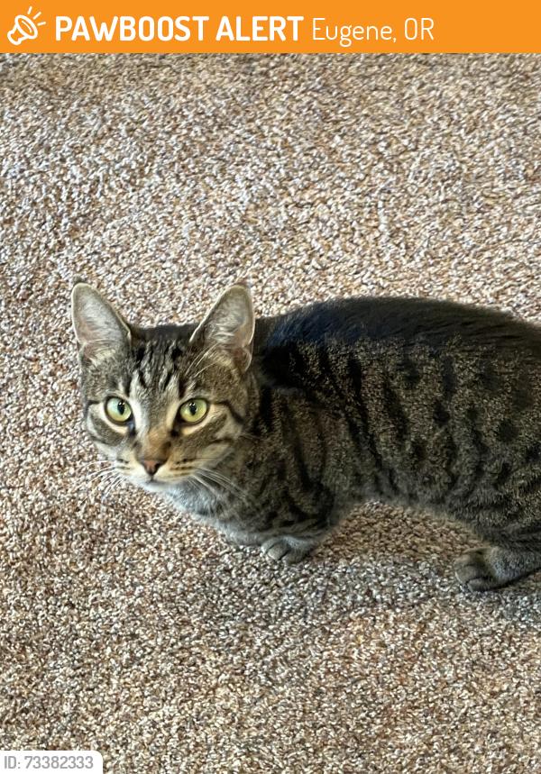 Found/Stray Male Cat last seen Copping and Heritage, Eugene, OR 97404
