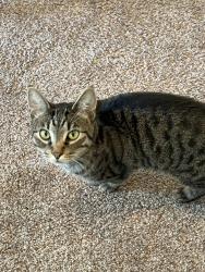 Found/Stray Male Cat last seen Copping and Heritage, Eugene, OR 97404