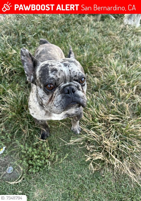 Lost Male Dog last seen Near Ramona ave 92411 San Bernardino CA, San Bernardino, CA 92411