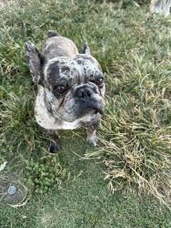 Lost Male Dog last seen Near Ramona ave 92411 San Bernardino CA, San Bernardino, CA 92411