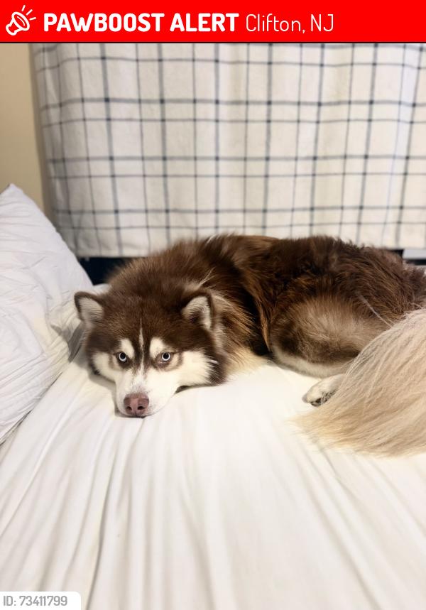 Lost Male Dog last seen Near Thomas st Clifton nj 07013, Clifton, NJ 07013