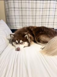 Lost Male Dog last seen Near Thomas st Clifton nj 07013, Clifton, NJ 07013