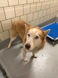 Reunited Unknown Dog last seen Located at Rockdale County Animal Service, 1506 Rockbridge Road, Conyers, GA 30012, Conyers, GA 30012