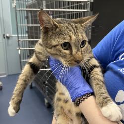 Shelter Stray Female Cat last seen , 980 Guilford College Rd, Greensboro, NC 27409, USA