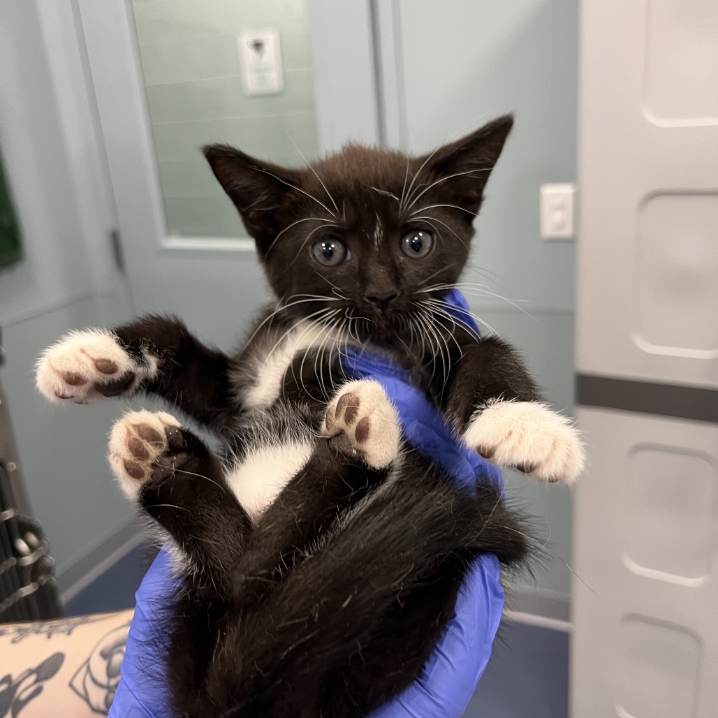 Shelter Stray Unknown Cat last seen , 980 Guilford College Rd, Greensboro, NC 27409, USA