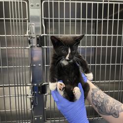 Shelter Stray Unknown Cat last seen , 980 Guilford College Rd, Greensboro, NC 27409, USA