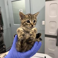 Shelter Stray Unknown Cat last seen , 980 Guilford College Rd, Greensboro, NC 27409, USA